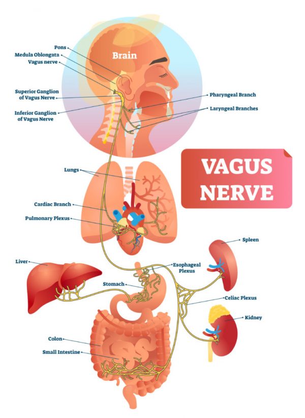 how to stimulate the vagus nerve